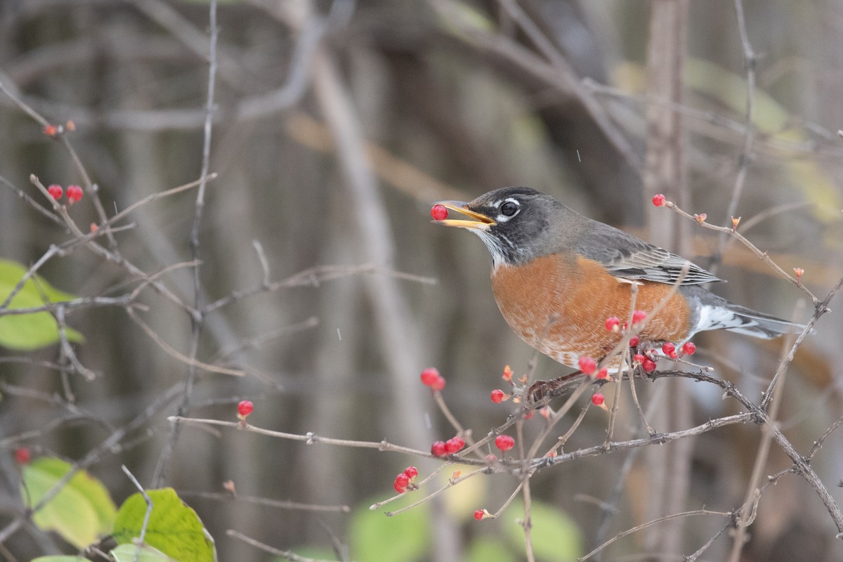 American Robin - ML645375794