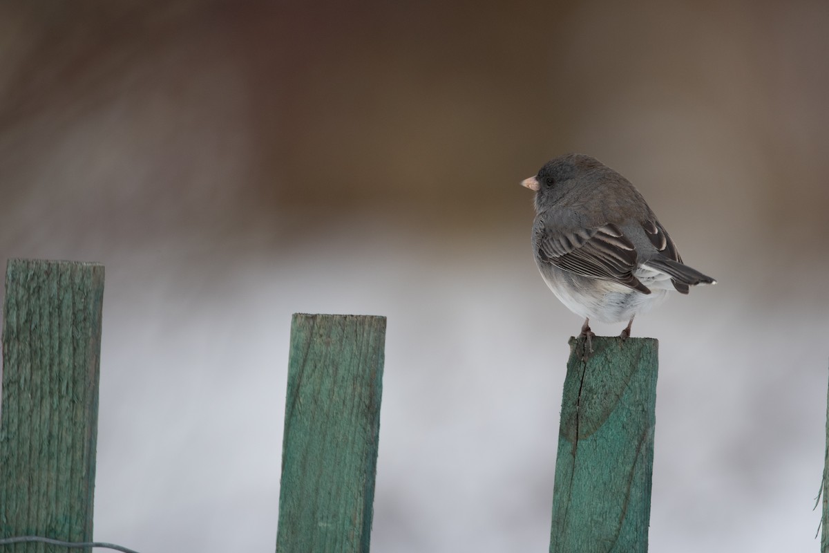 Dark-eyed Junco - ML645375795