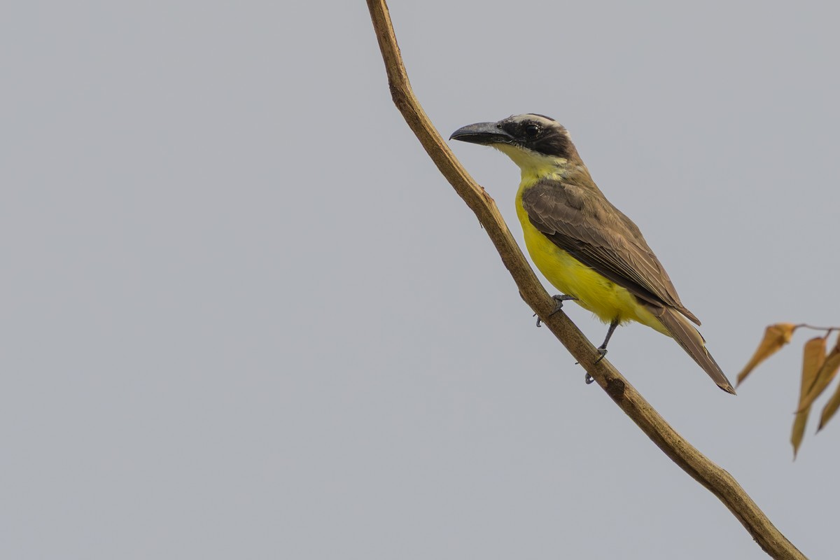 Boat-billed Flycatcher - ML645375798