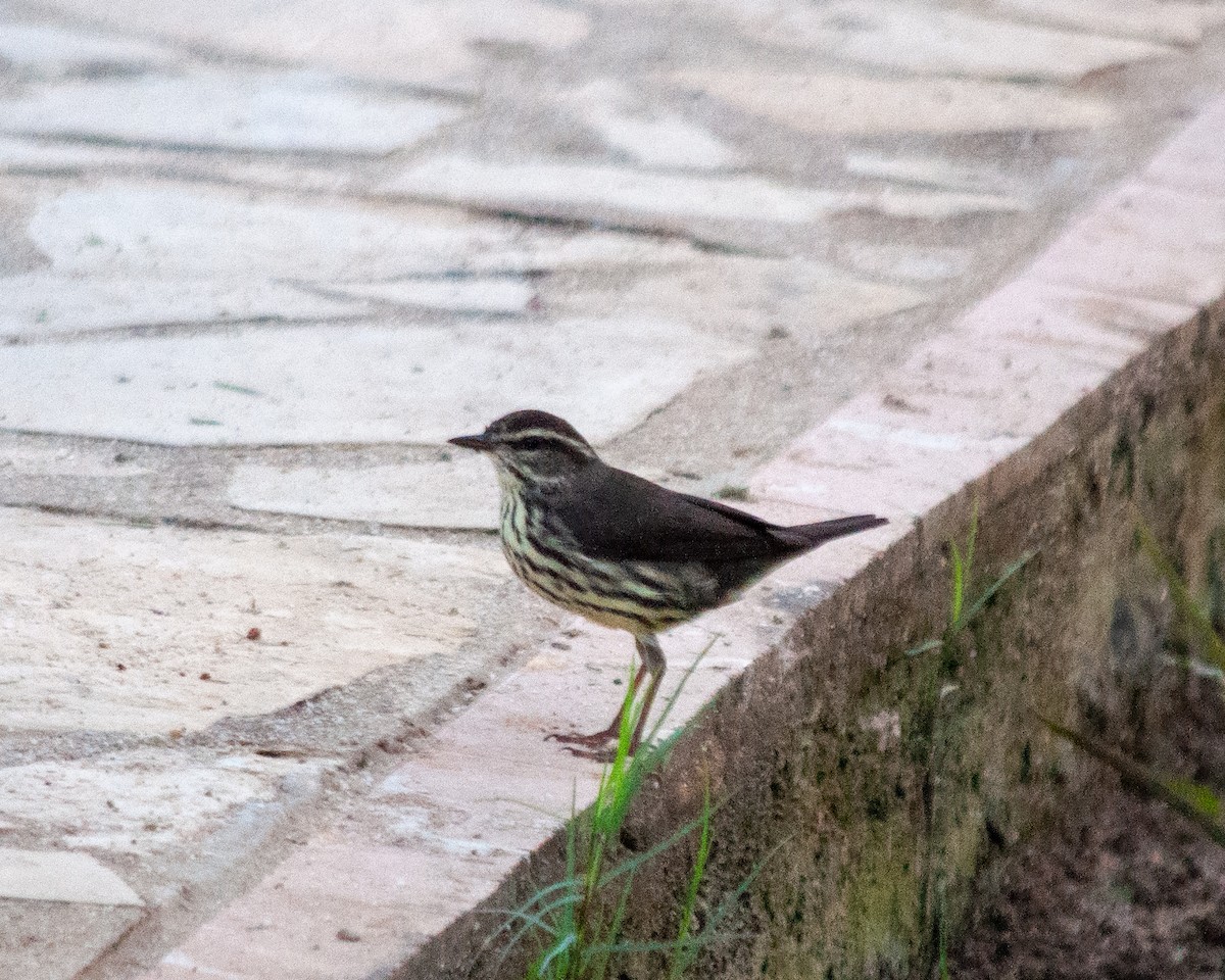Northern Waterthrush - ML645375805