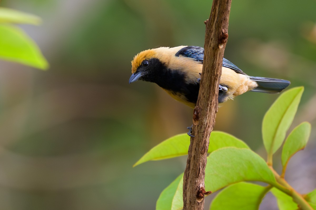 Burnished-buff Tanager - ML645375808