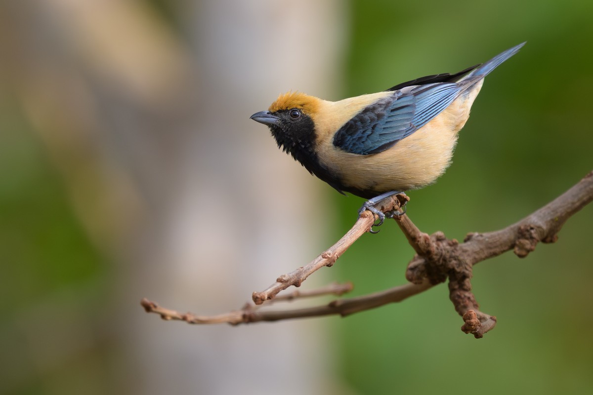 Burnished-buff Tanager - ML645375809