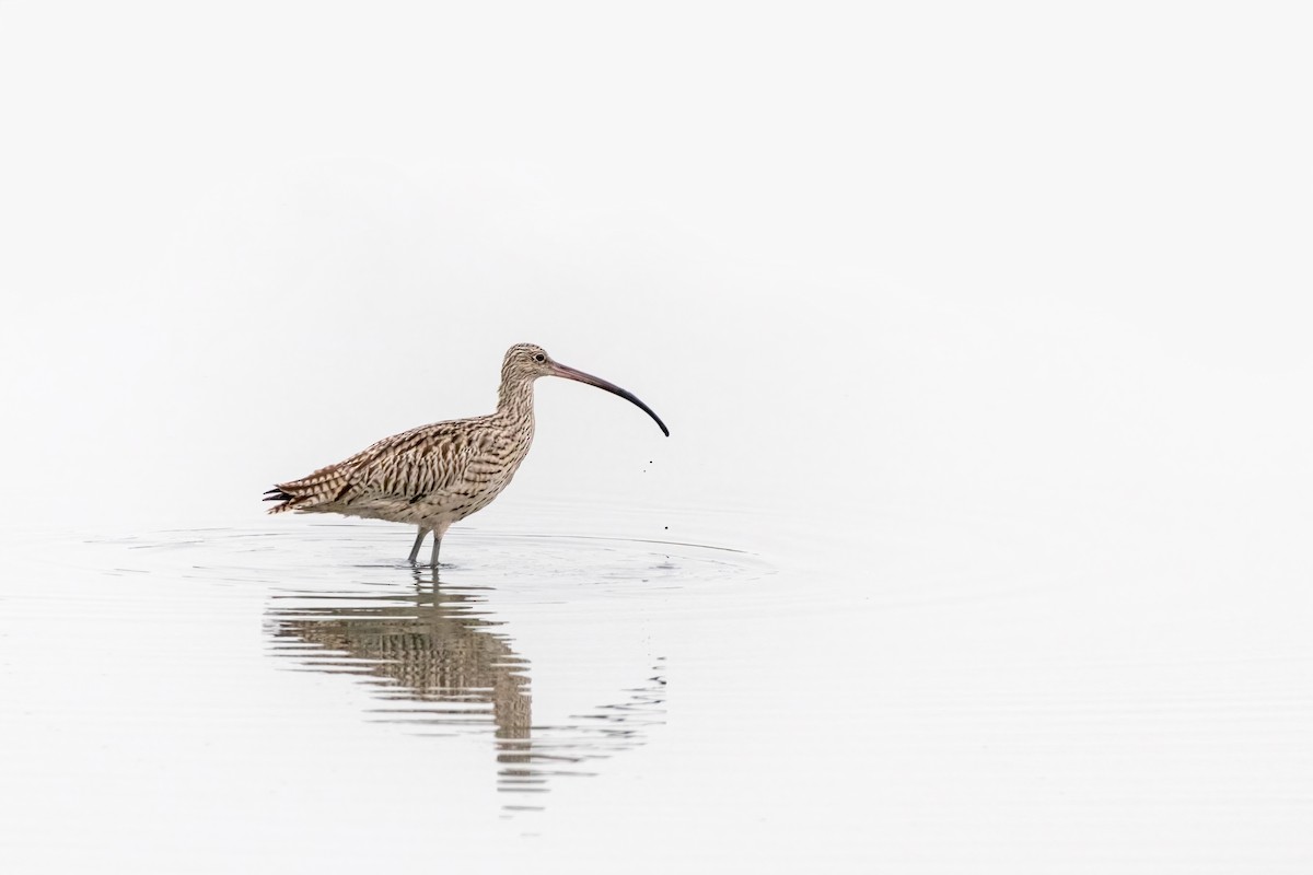 Far Eastern Curlew - ML645375810