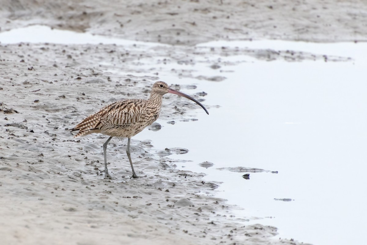 Far Eastern Curlew - ML645375811