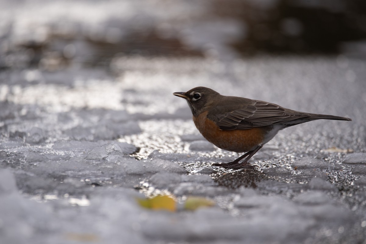 American Robin - ML645375812