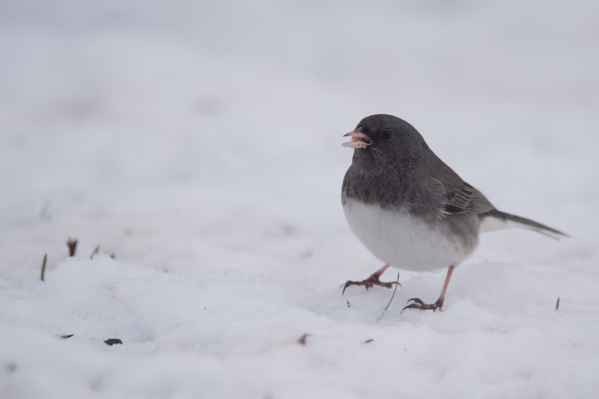 Dark-eyed Junco - ML645375817