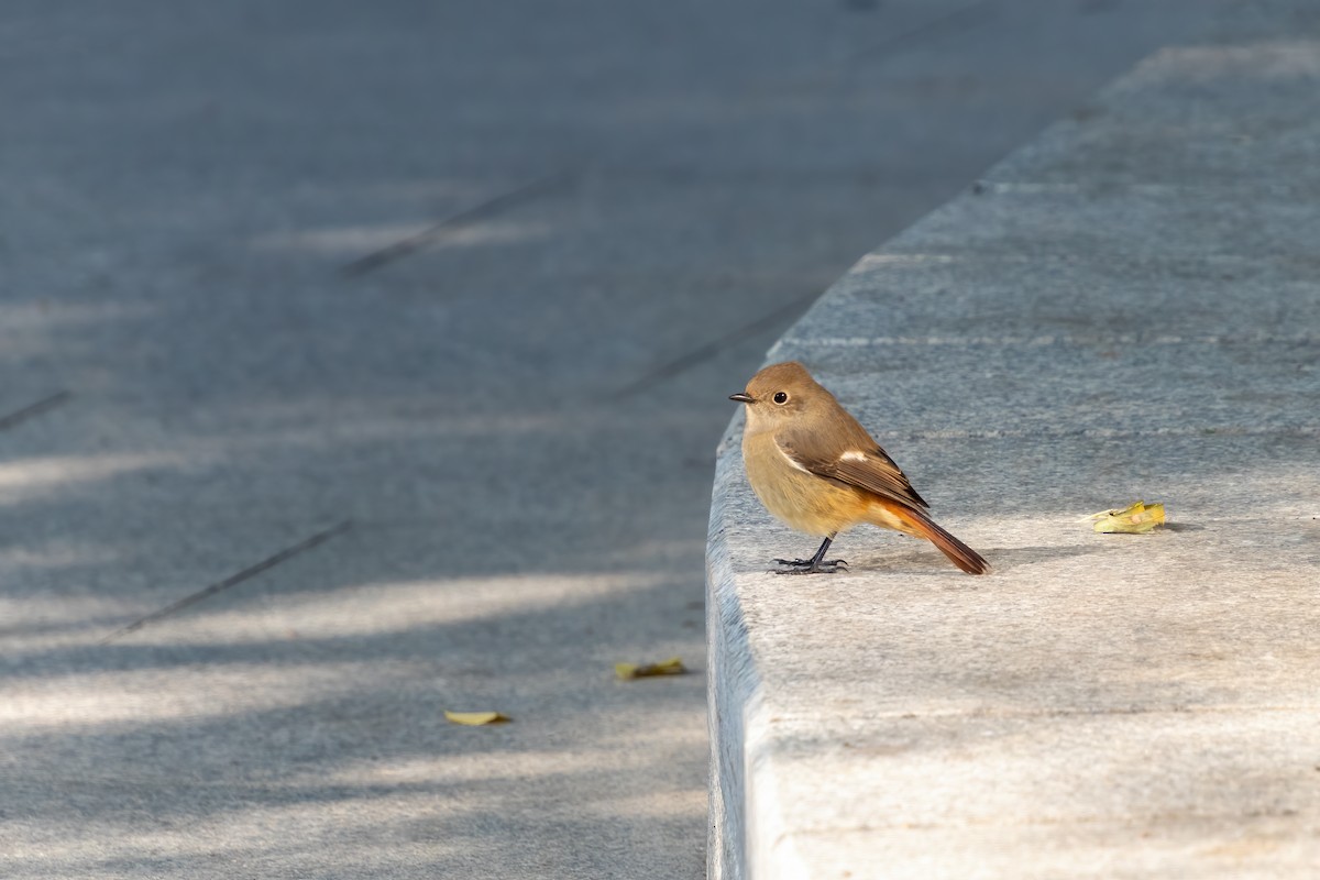חכלילית סיבירית - ML645375818