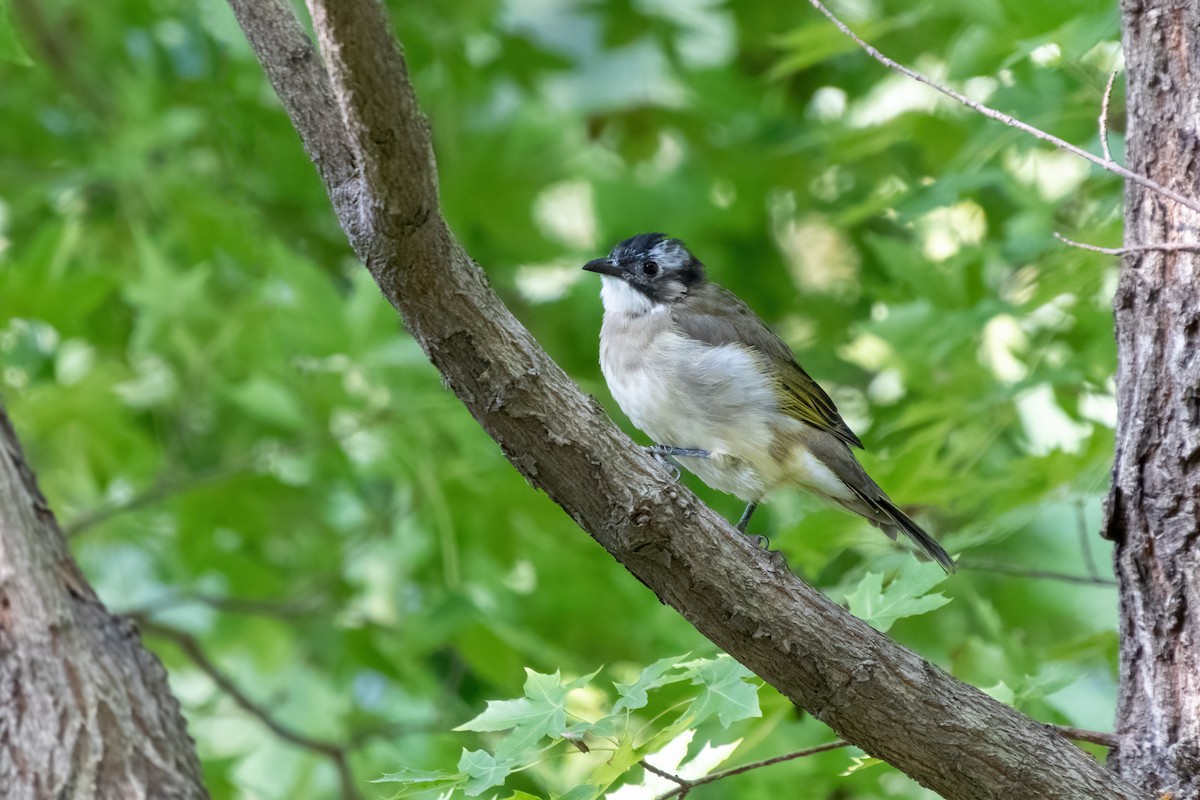 Light-vented Bulbul - ML645375820