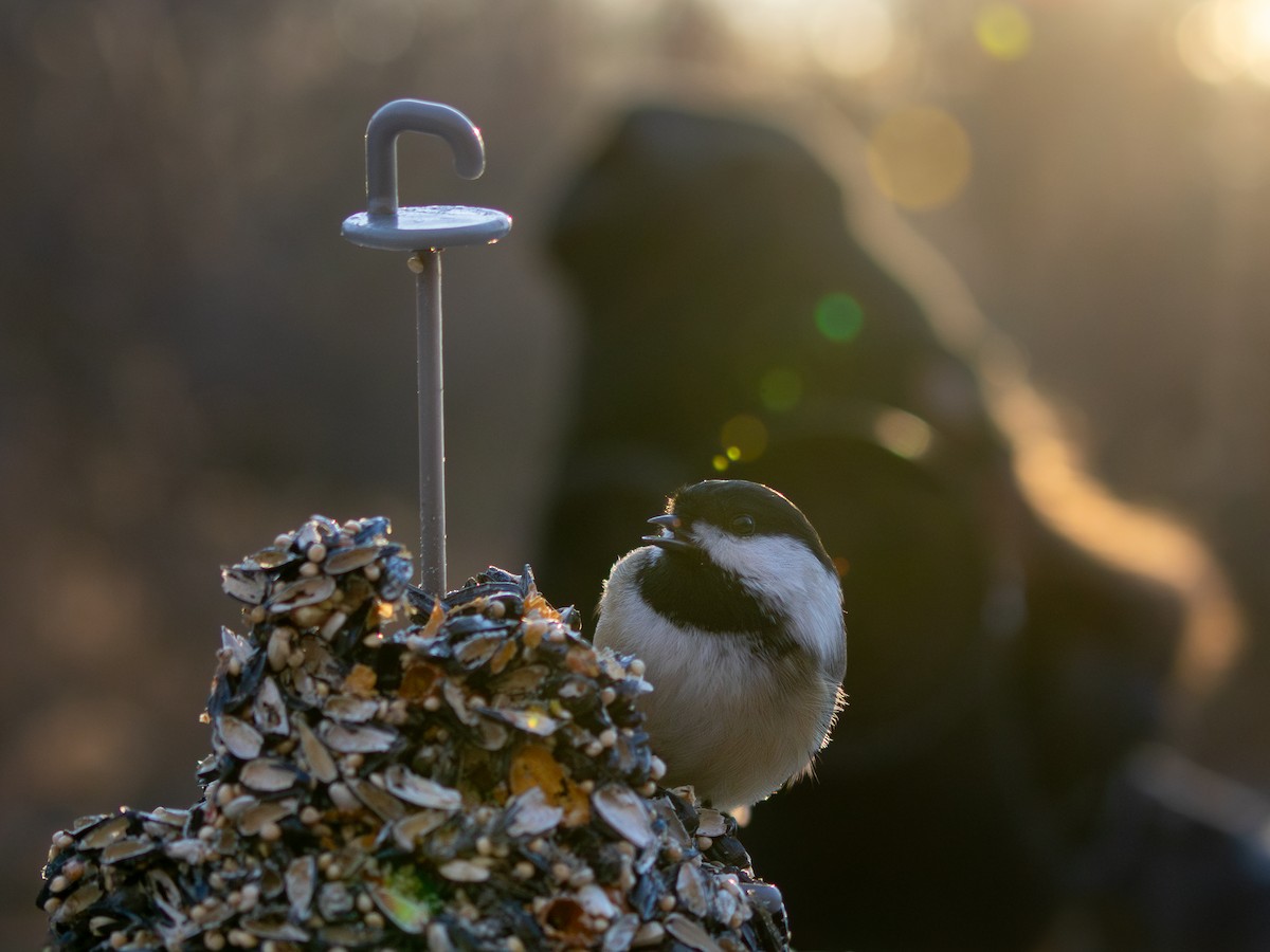 アメリカコガラ - ML645375821