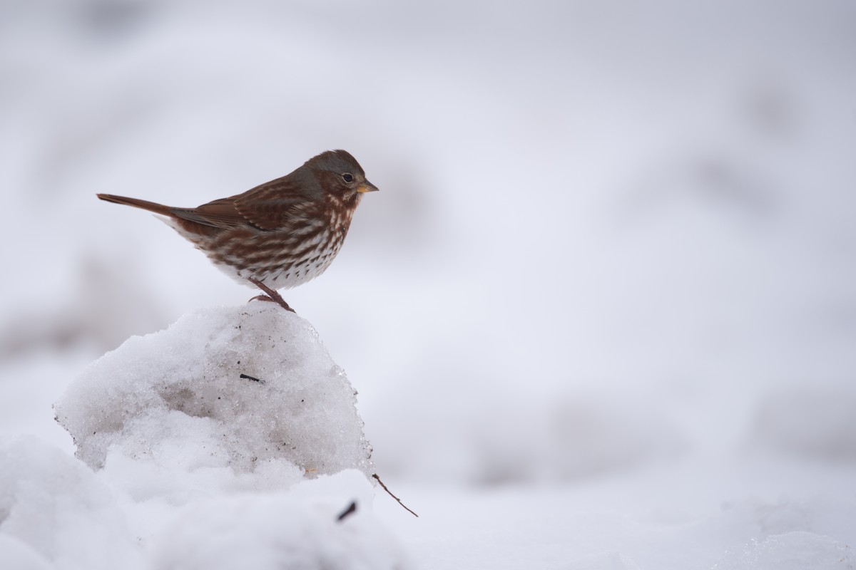 strnadec kaštanový - ML645375822