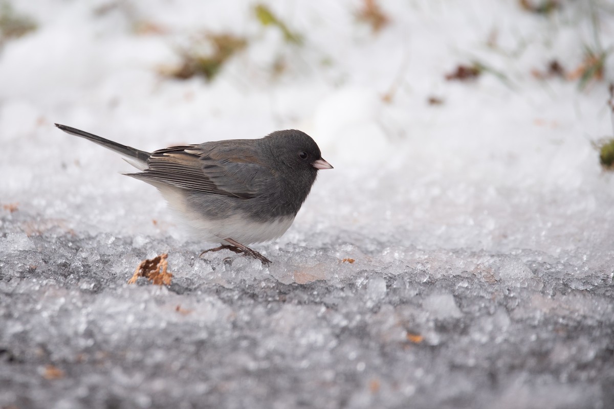 Dark-eyed Junco - ML645375823