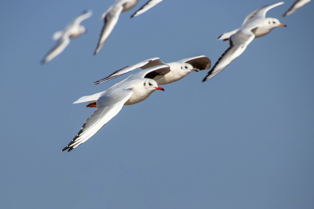 hettemåke - ML645375825