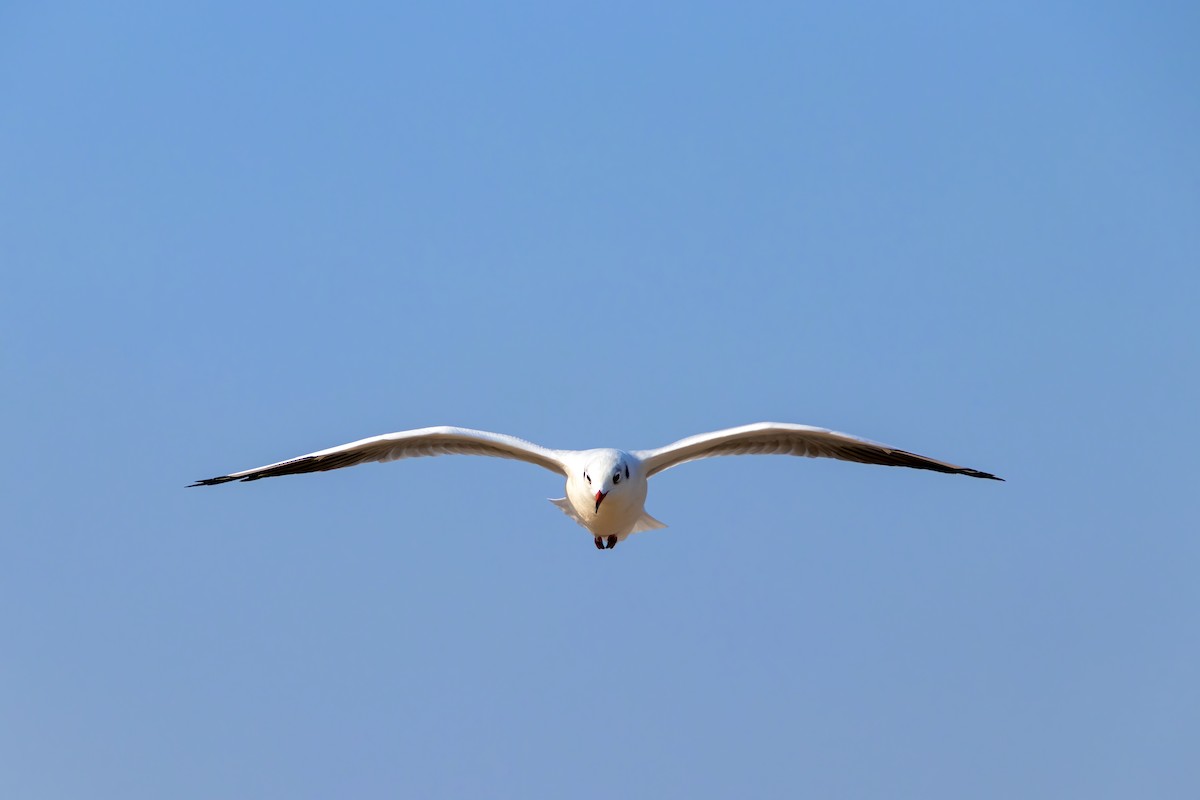 hettemåke - ML645375826