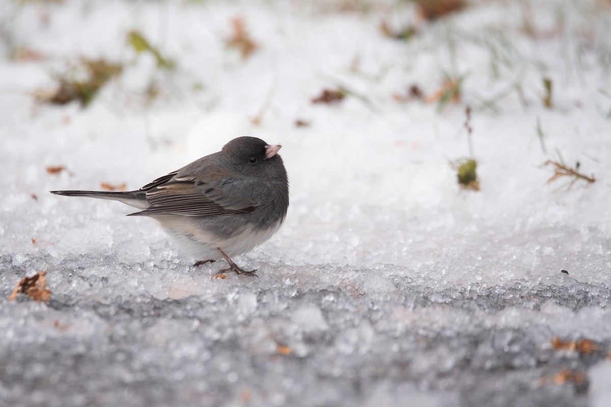 Dark-eyed Junco - ML645375828