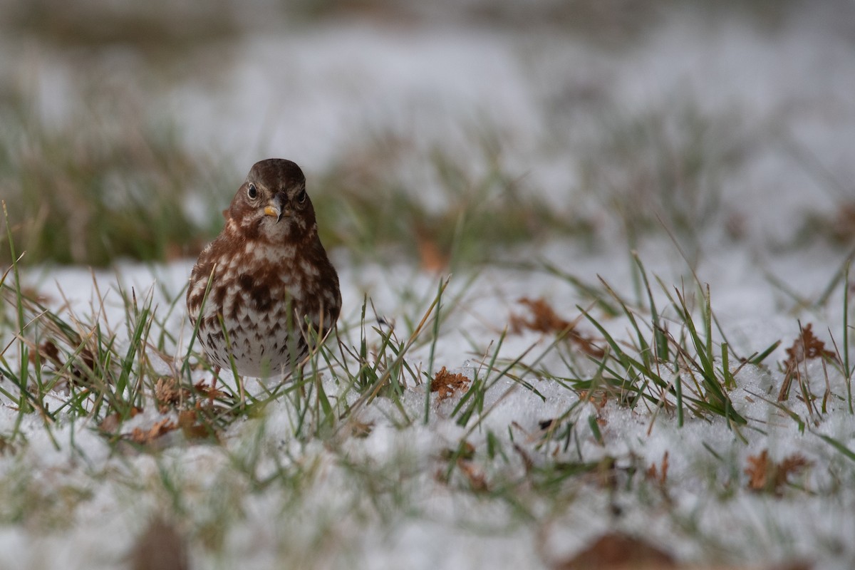 strnadec kaštanový - ML645375831