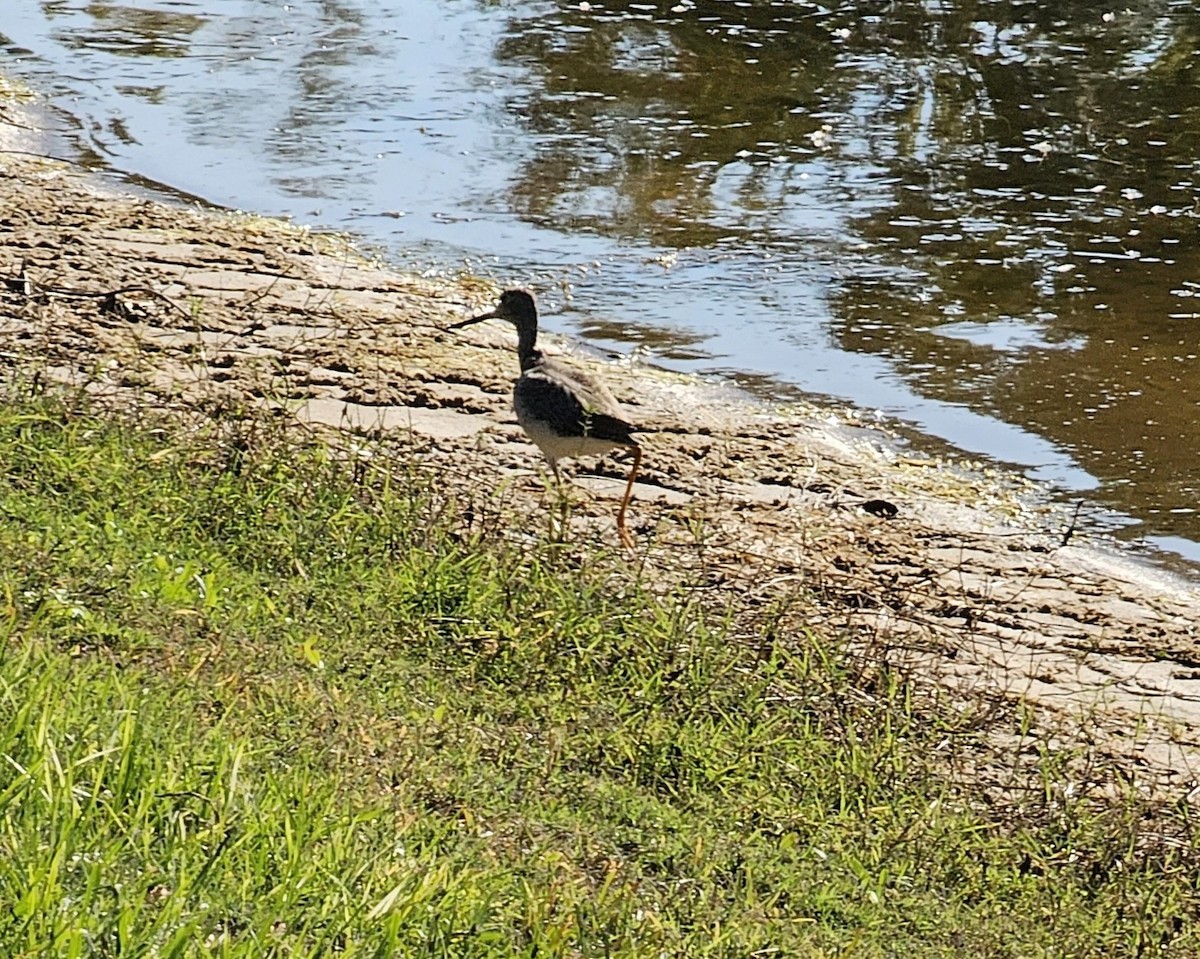 Greater Yellowlegs - ML645375837