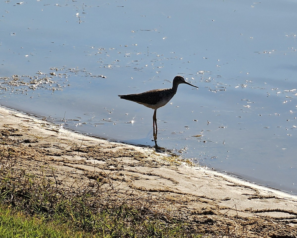 Greater Yellowlegs - ML645375838