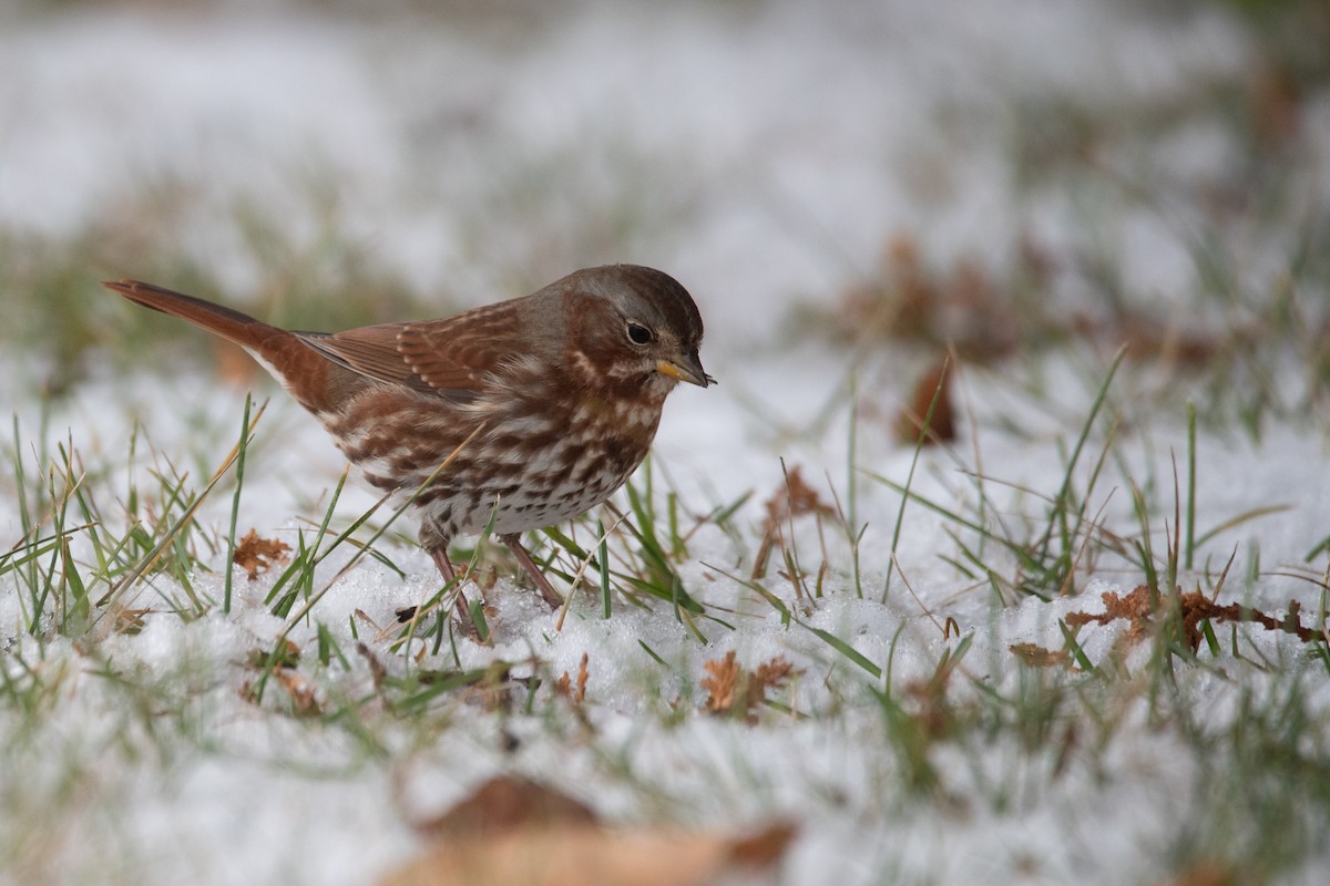 strnadec kaštanový - ML645375839