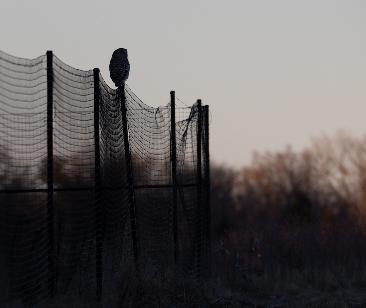 アメリカフクロウ - ML645375840