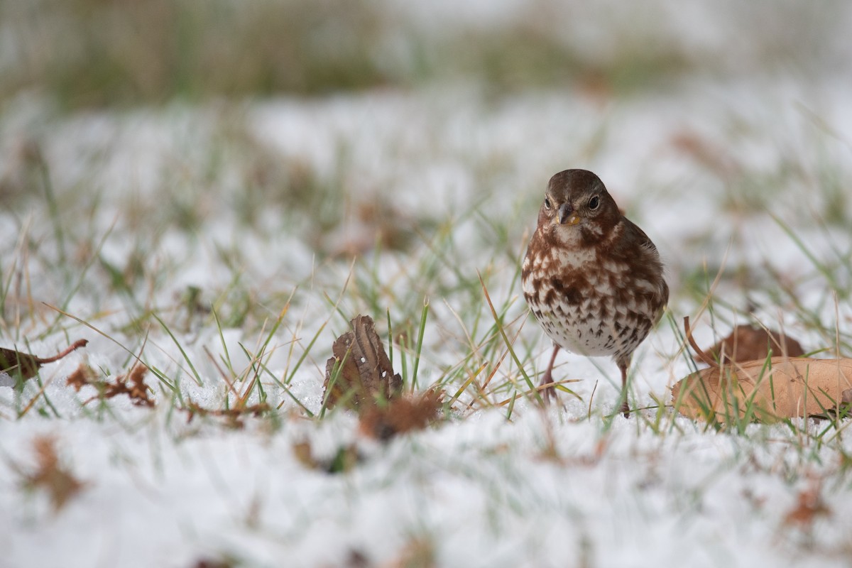 strnadec kaštanový - ML645375841