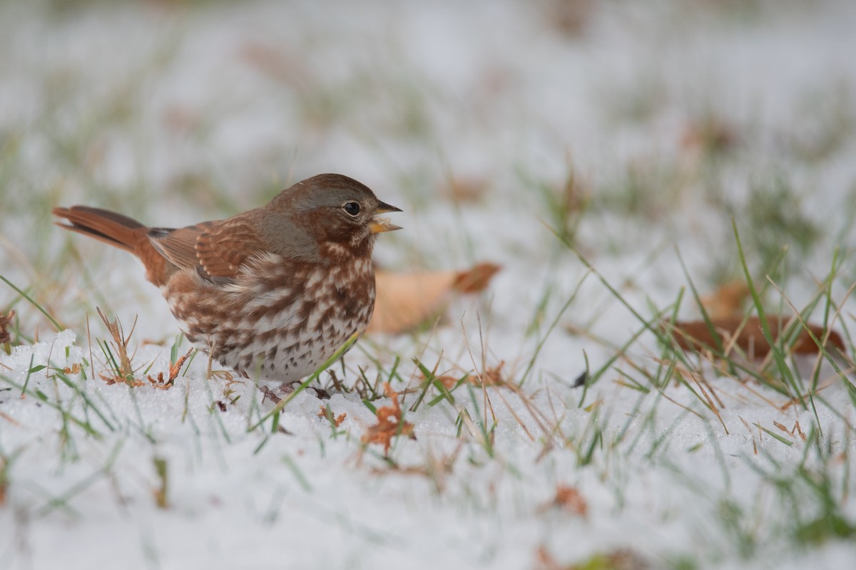 strnadec kaštanový - ML645375843