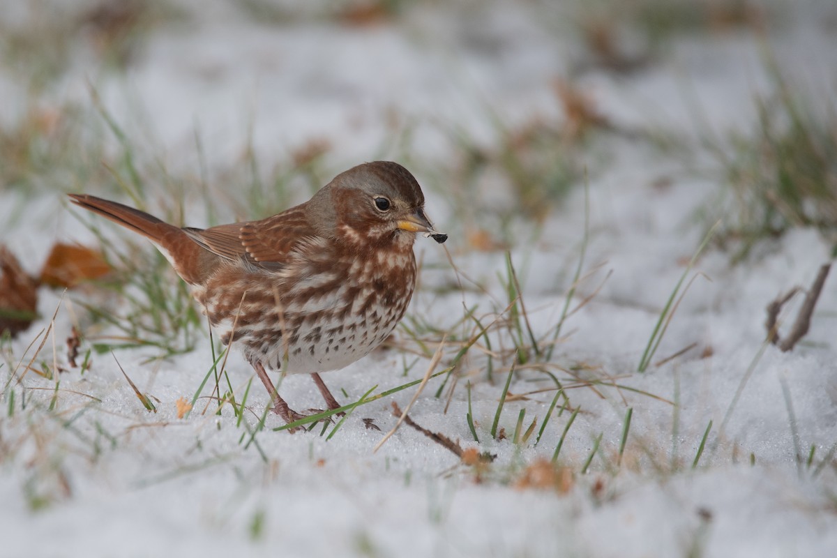 strnadec kaštanový - ML645375844