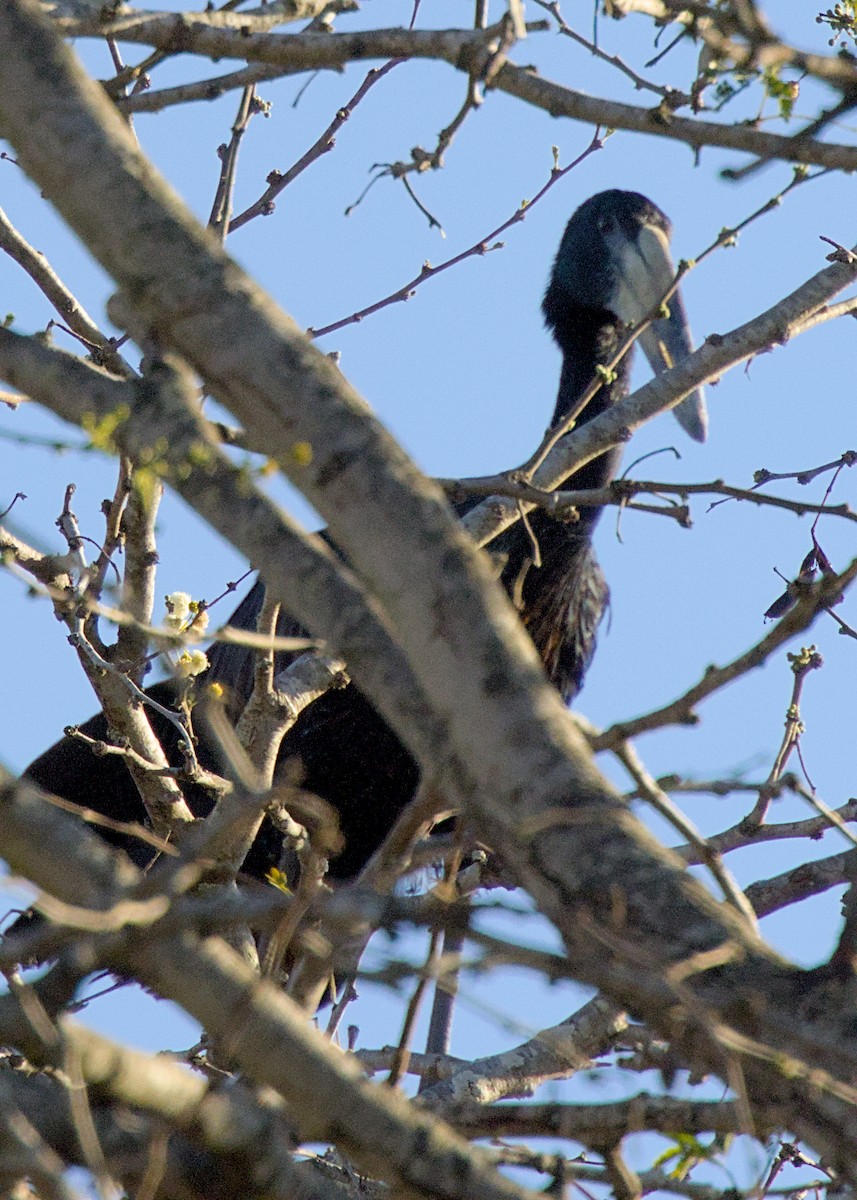 African Openbill - ML645375845