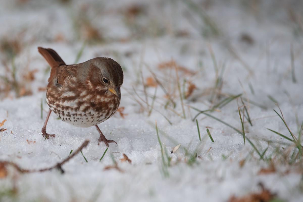 strnadec kaštanový - ML645375848