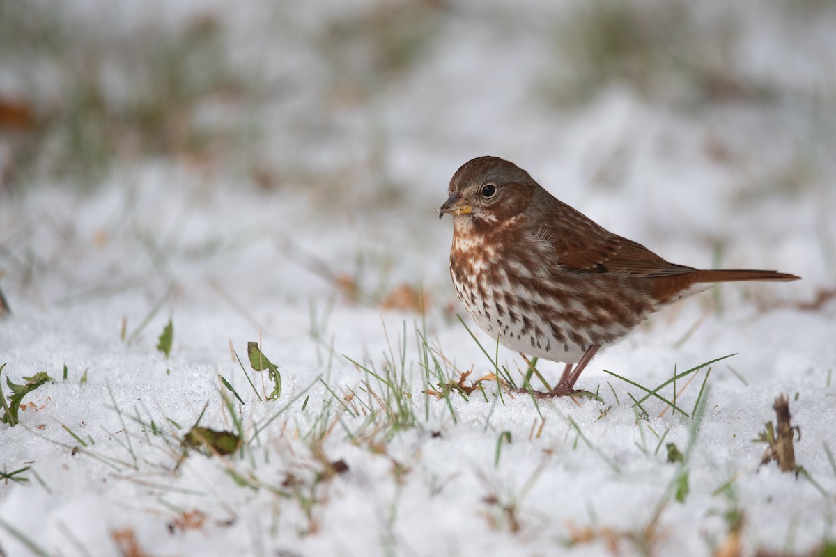 strnadec kaštanový - ML645375854