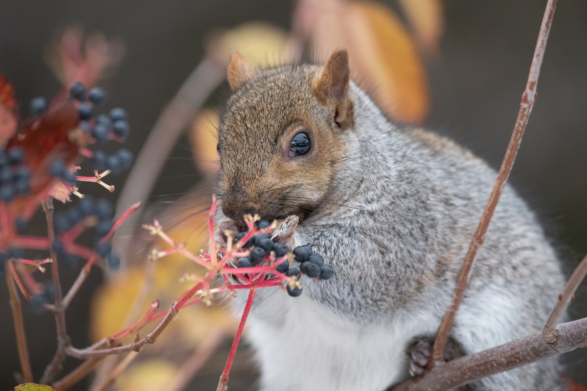 Eastern Gray Squirrel - ML645375861