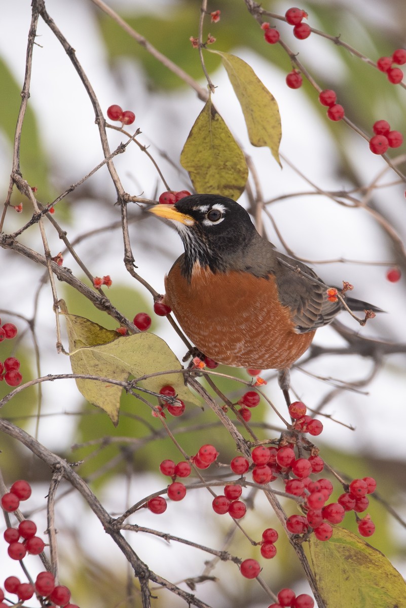 American Robin - ML645375867