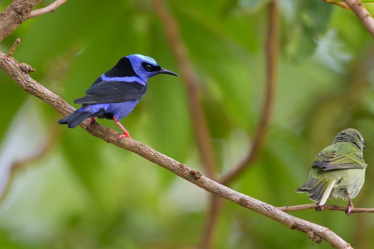 Red-legged Honeycreeper - ML645375868