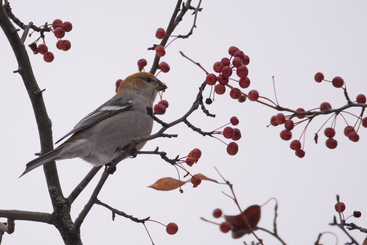 Pine Grosbeak - ML645375873