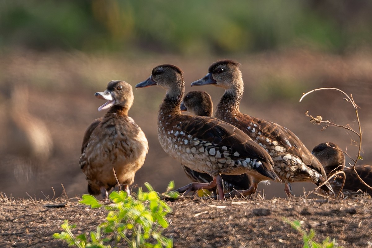 Spotted Whistling-Duck - ML645375884
