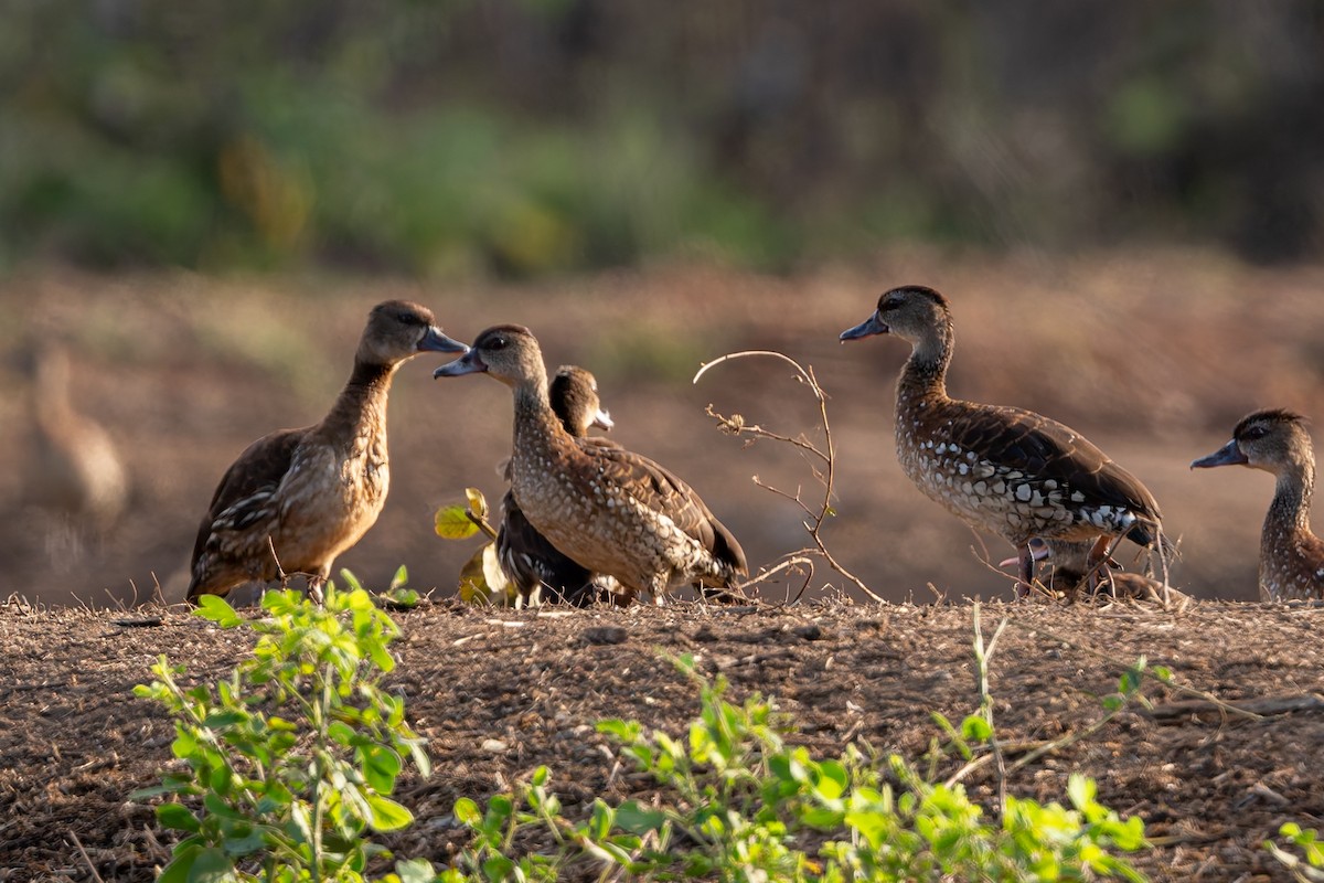 Spotted Whistling-Duck - ML645375885