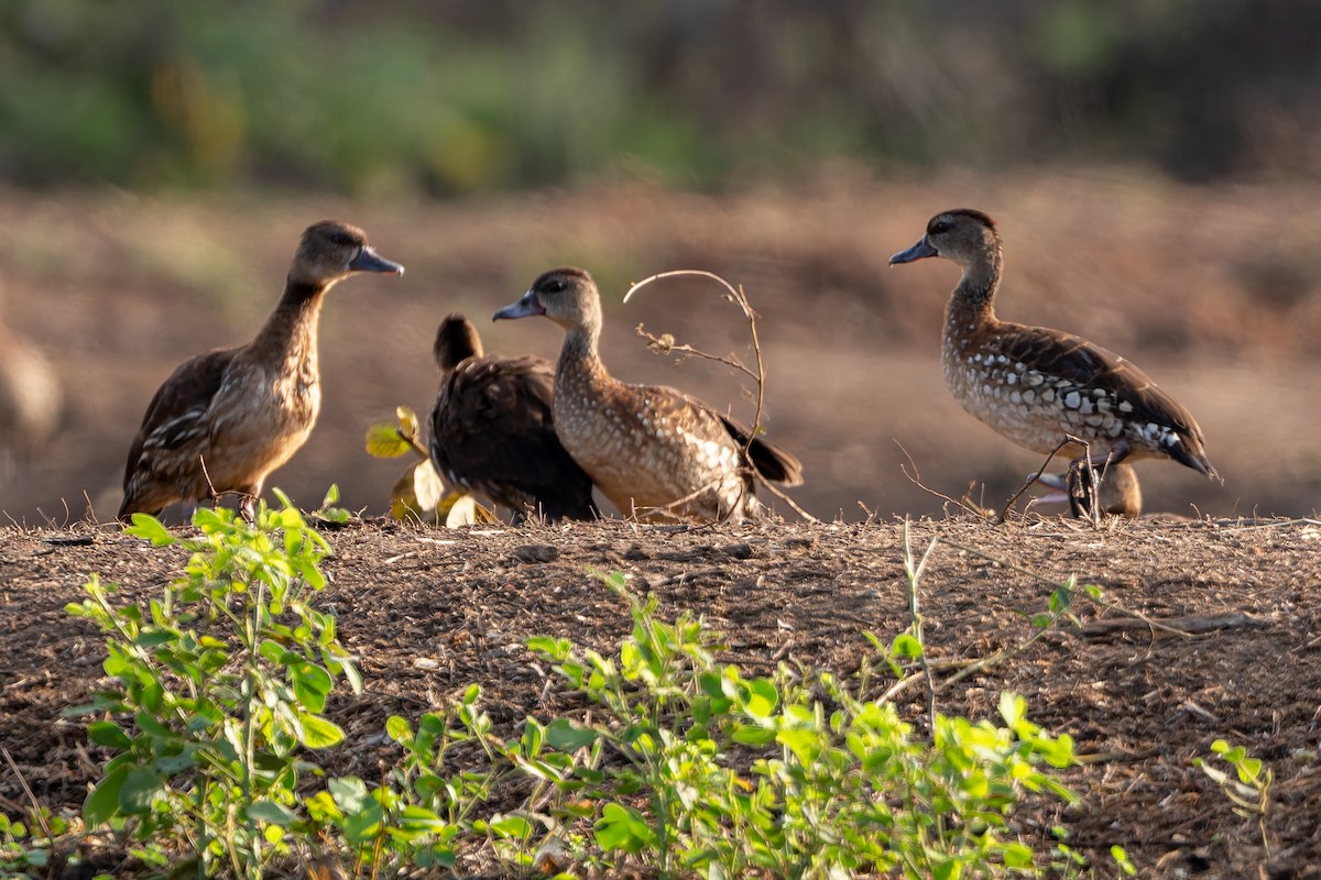 Spotted Whistling-Duck - ML645375886