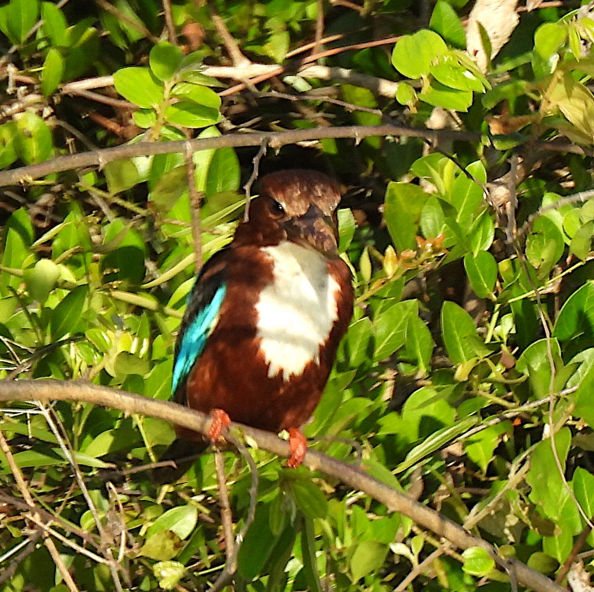 White-throated Kingfisher - ML645375887