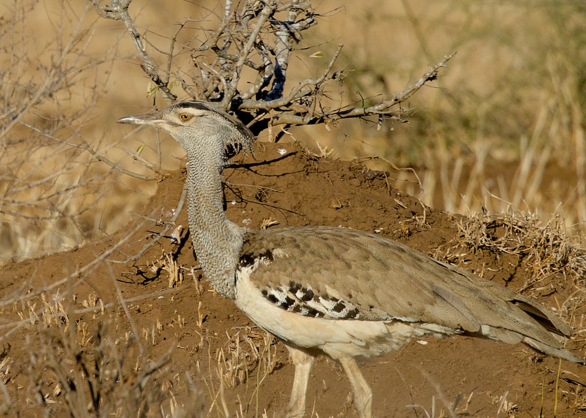 アフリカオオノガン - ML645375888