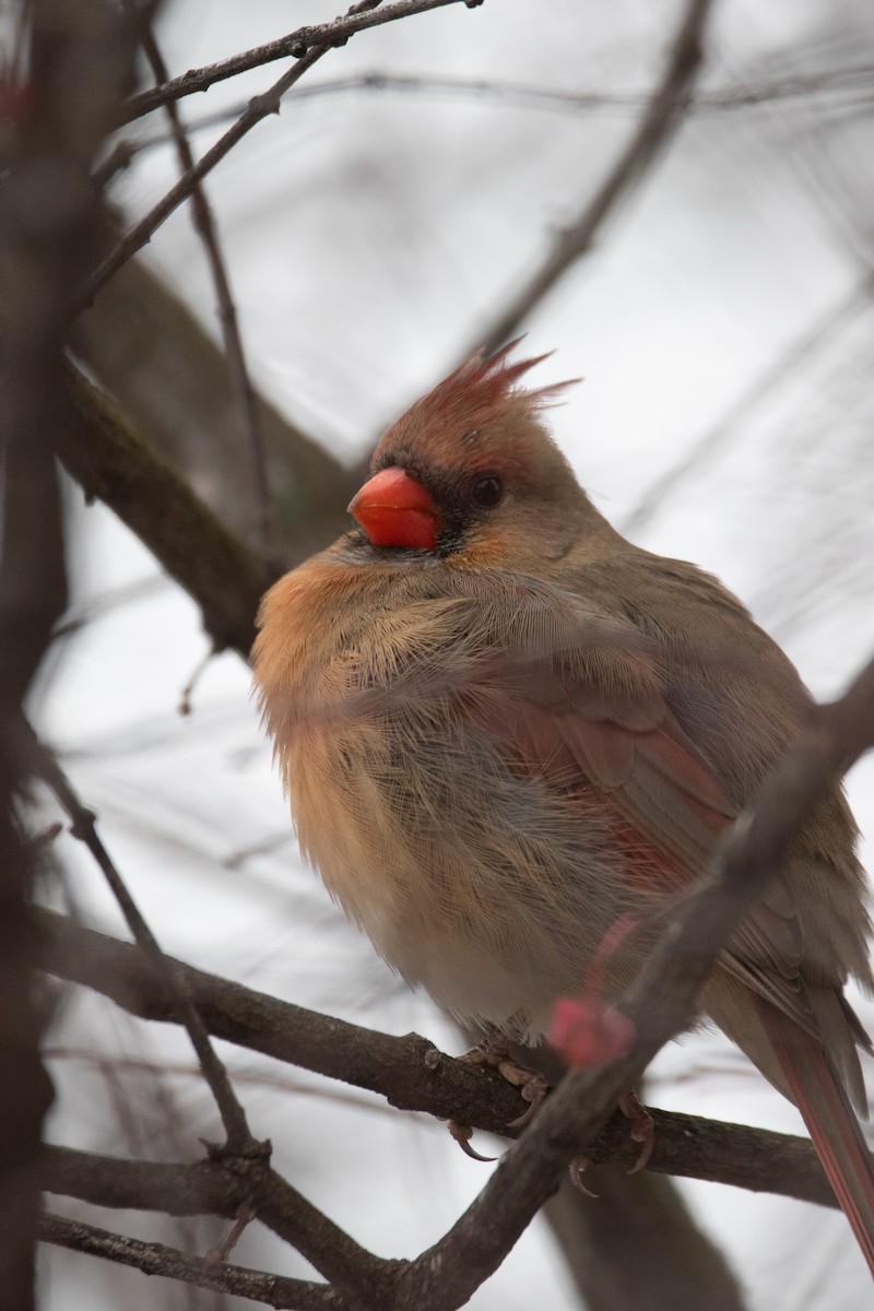 Northern Cardinal - ML645375889