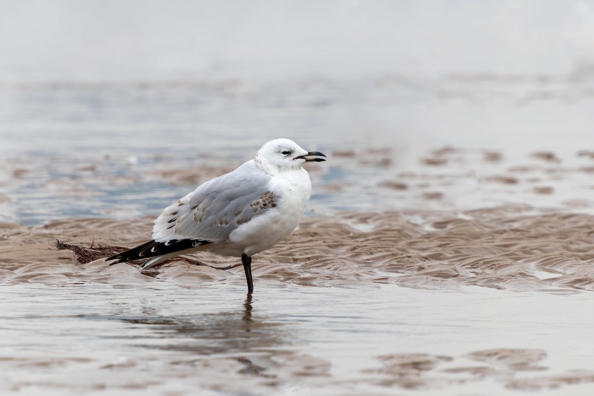 Relict Gull - ML645375901