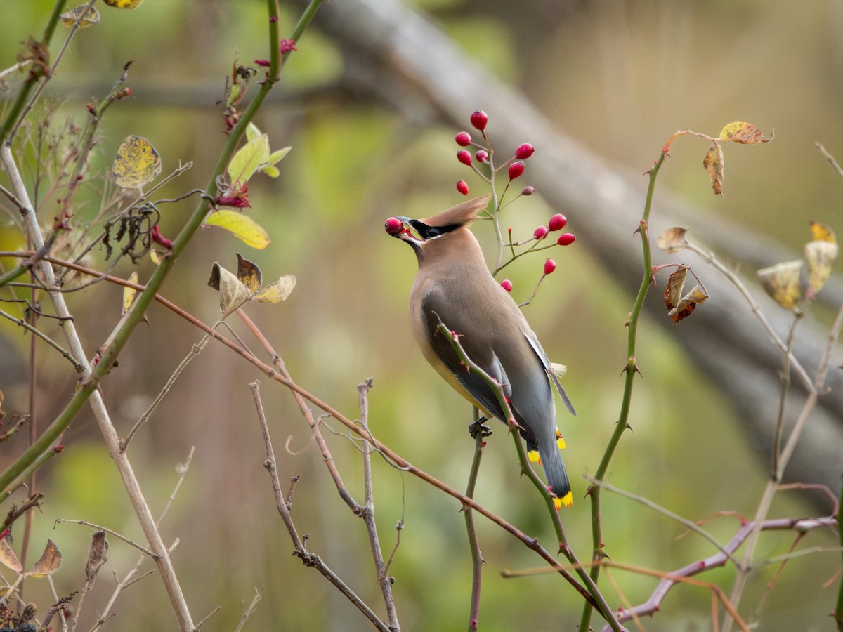 brkoslav americký - ML645375908