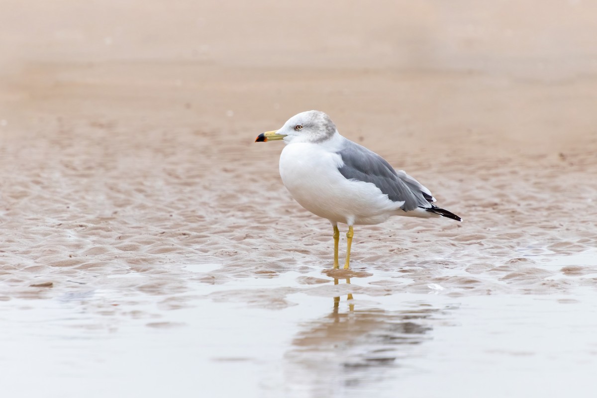 Black-tailed Gull - ML645375910