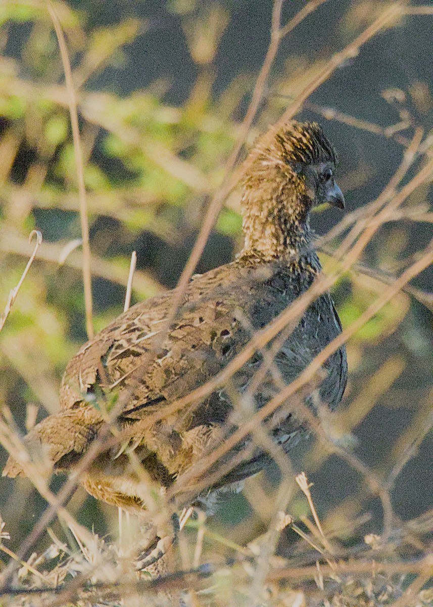 Dere Turacı - ML645375911