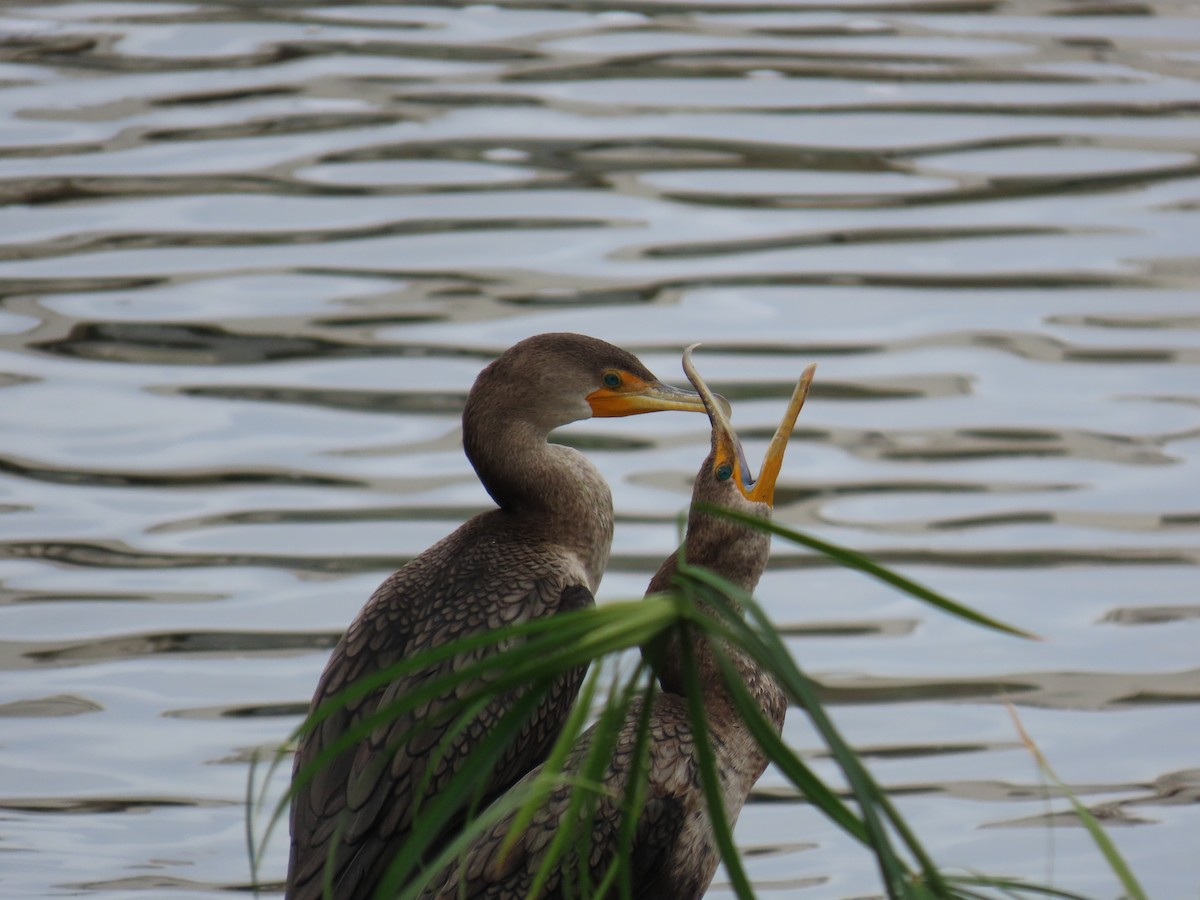 Double-crested Cormorant - ML645375913