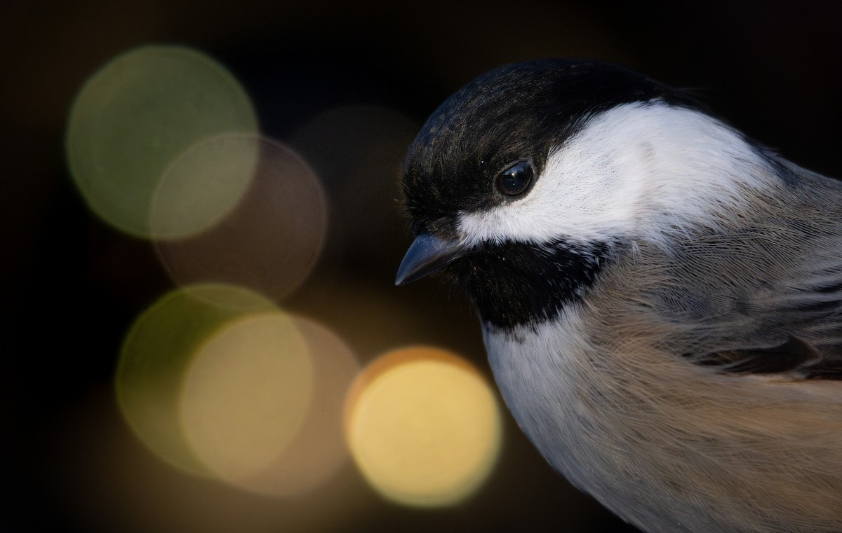 アメリカコガラ - ML645375918