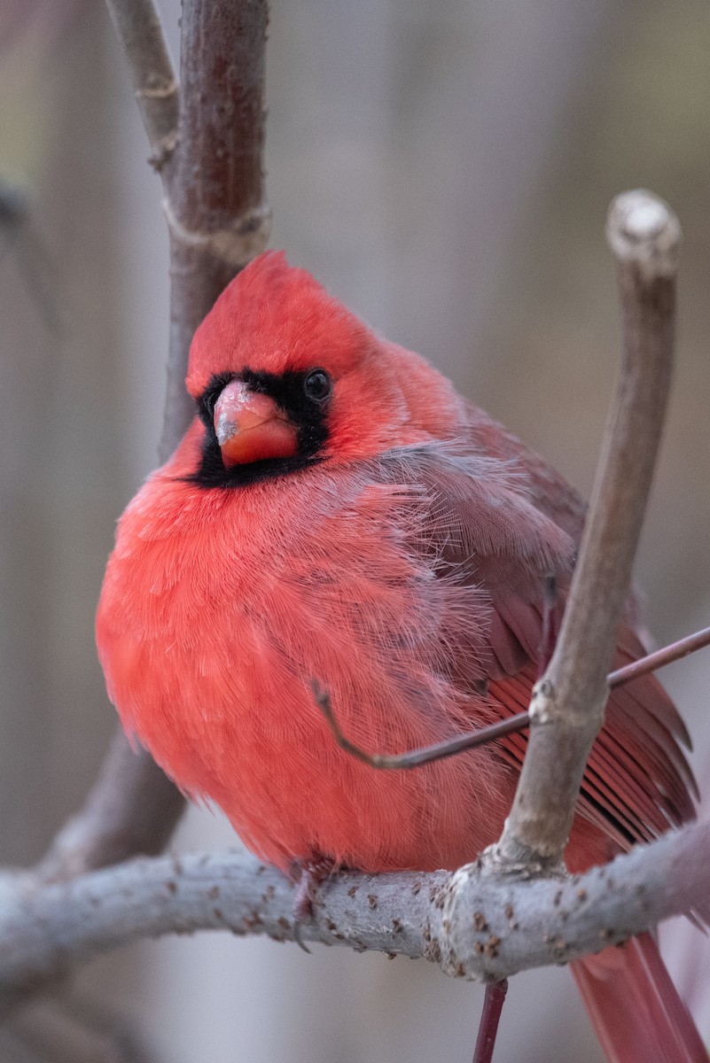 Northern Cardinal - ML645375932