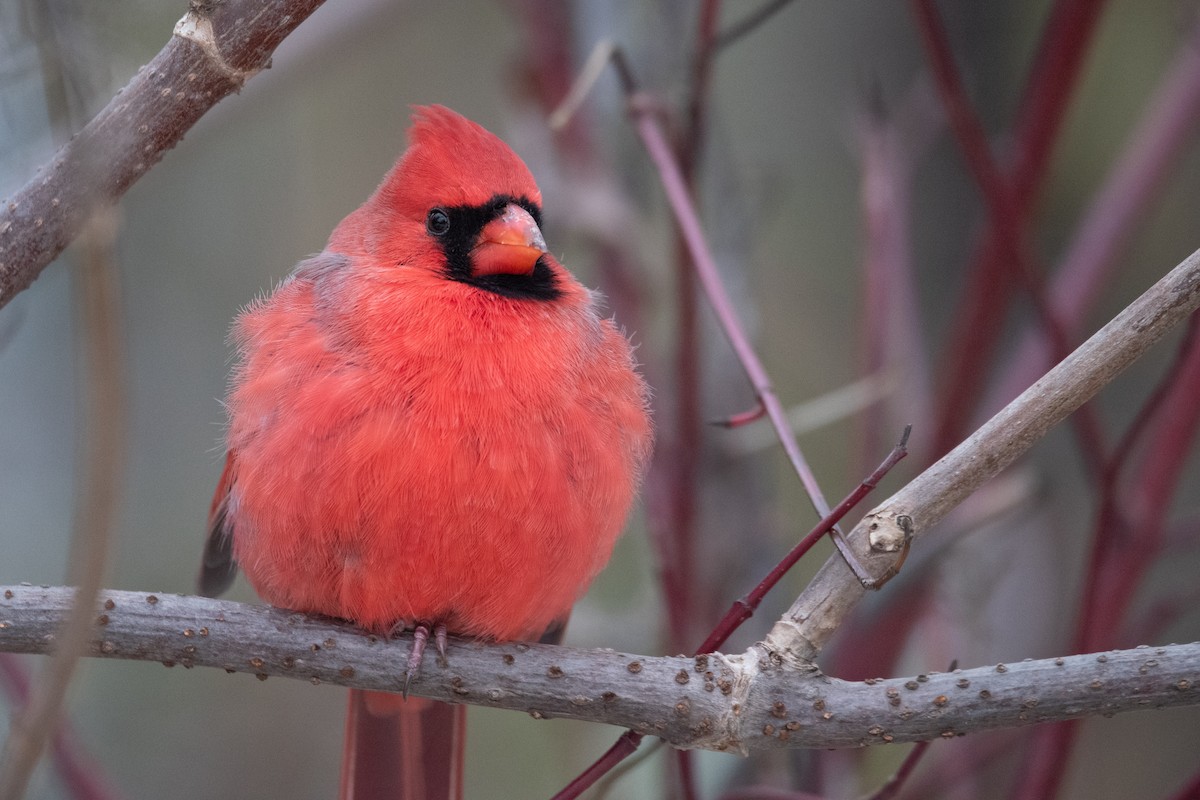 Northern Cardinal - ML645375944