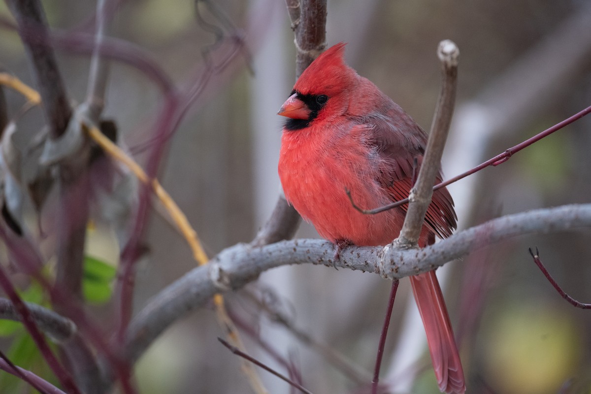 Northern Cardinal - ML645375945