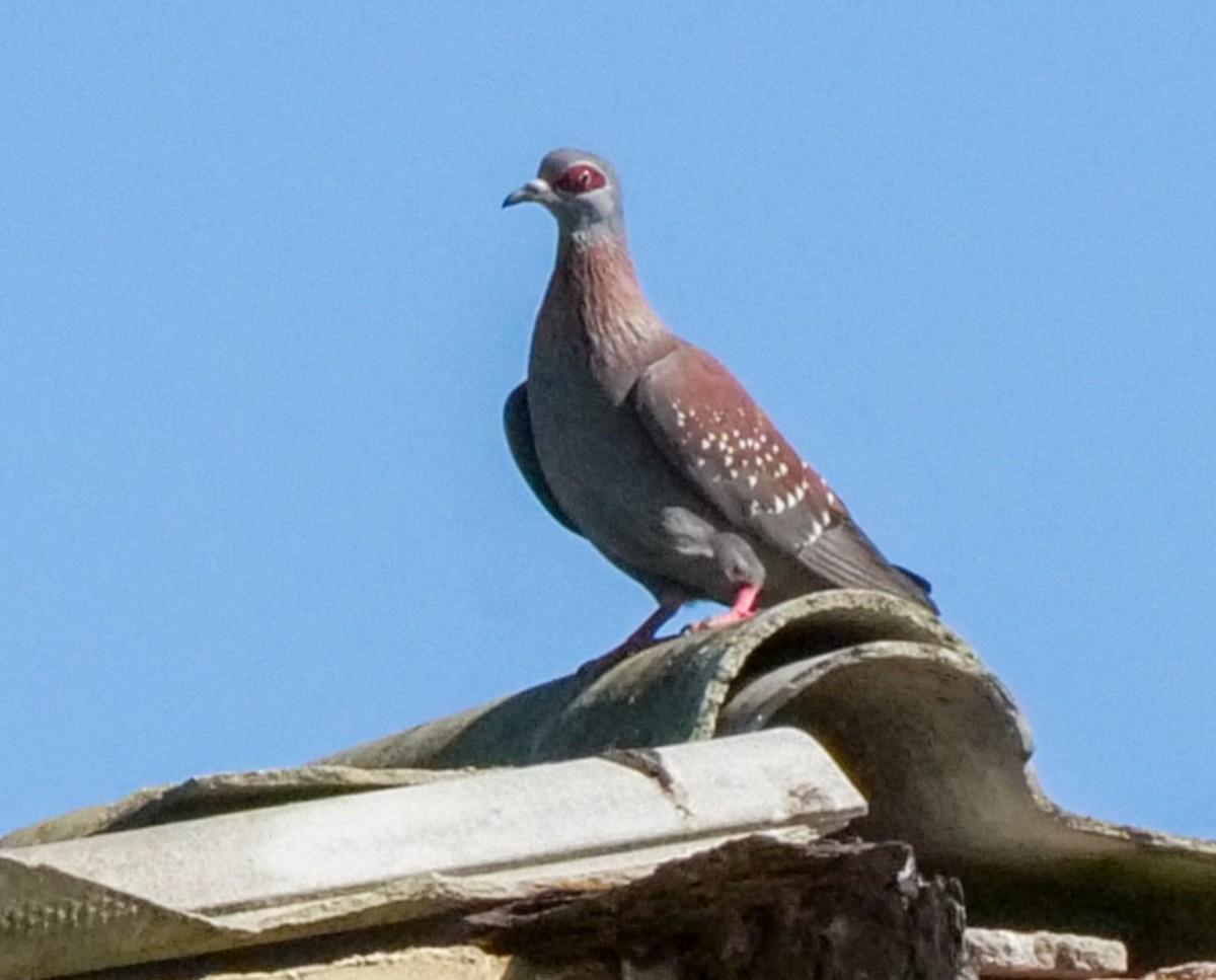 Paloma de Guinea - ML645375946