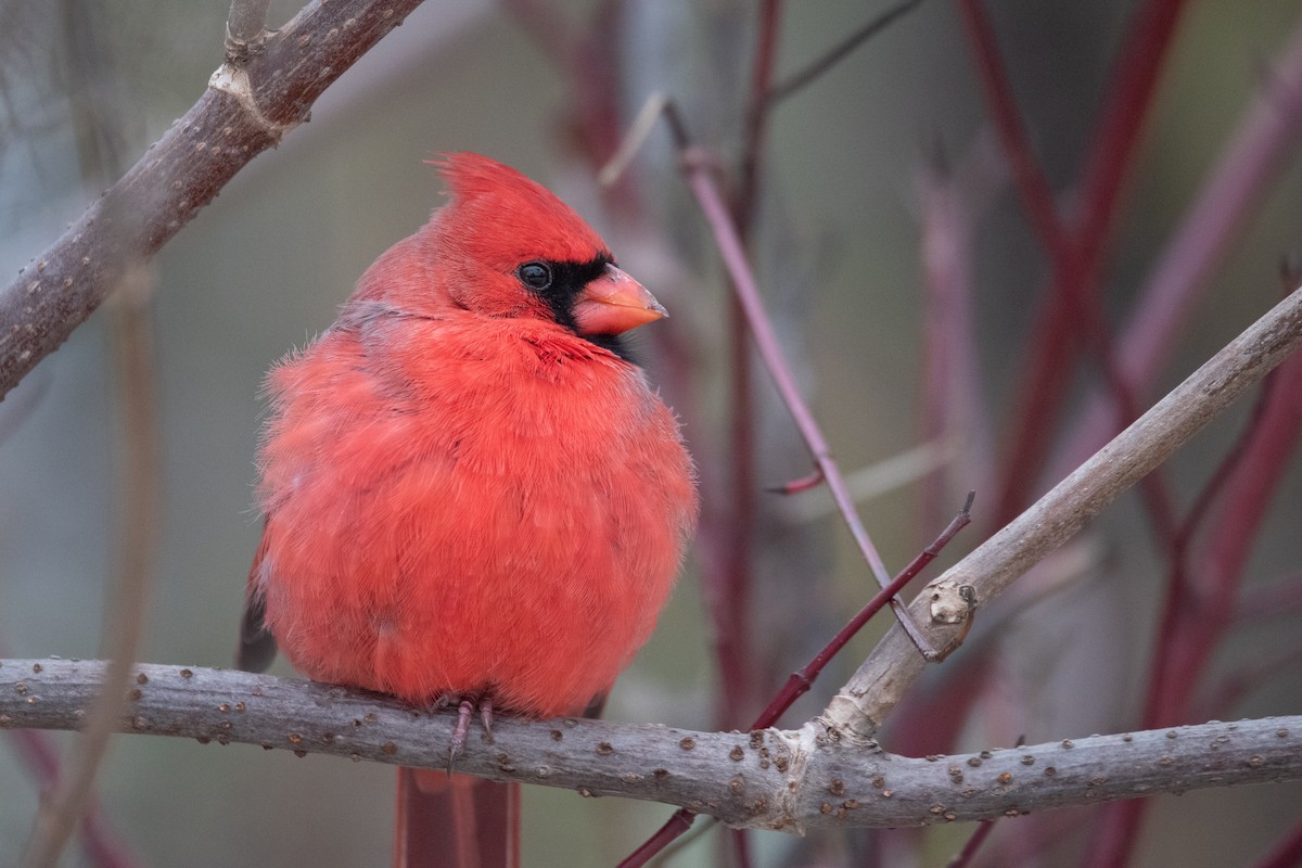 Northern Cardinal - ML645375947